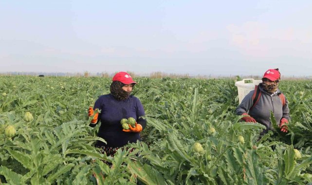 Efeler Belediyesi enginar hasadına başladı