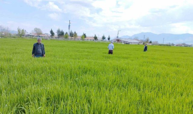 Elazığ'da hububat alanlarında çalışmalar sürüyor