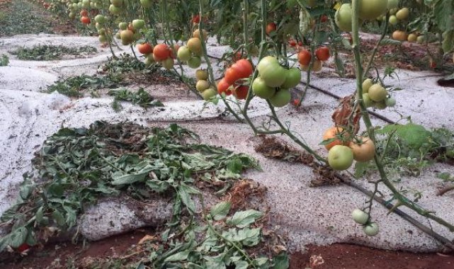 Erdemli'de dolu yağışı çiftçiyi vurdu