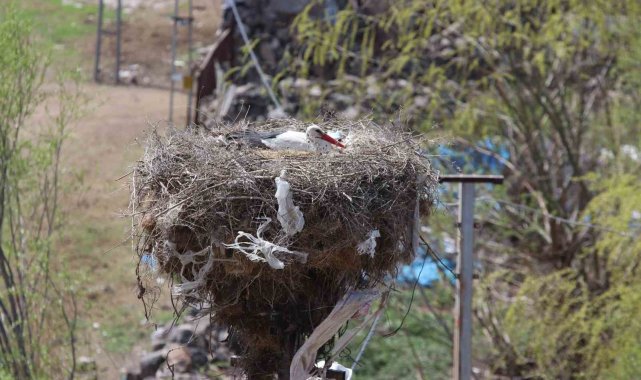 Erzincan'da yuvalarına yerleşen leylekler havadan görüntülendi