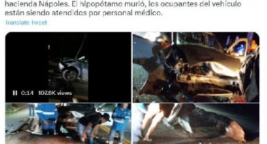 Escobar'ın su aygırlarından biri trafik kazasında öldü
