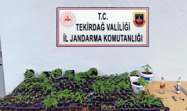 Evinin balkonunda Hint keneviri yetiştiren şüpheliye gözaltı