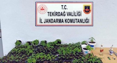Evinin balkonunda Hint keneviri yetiştiren şüpheliye gözaltı