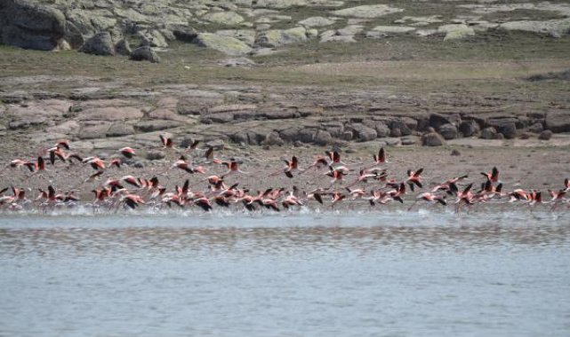 Flamingolar, Tuz Gölü'ne kuluçkaya geldi