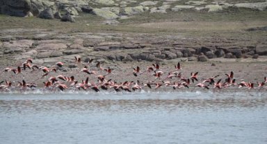Flamingolar, Tuz Gölü'ne kuluçkaya geldi