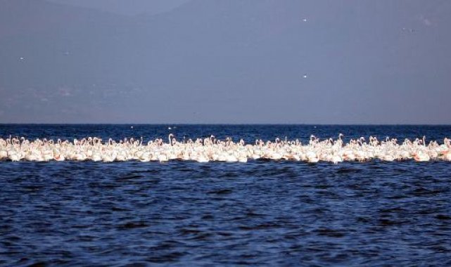 Flamingoların ilk kafilesi Van Gölü'ne geldi