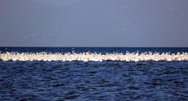 Flamingoların ilk kafilesi Van Gölü'ne geldi