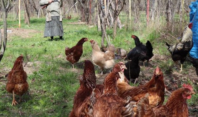 Gülistan Hanım'ın 'çakal' nöbeti