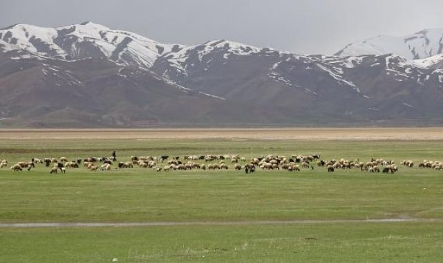 Hakkari'de yeşeren meralar koyun sürüleriyle şenlendi