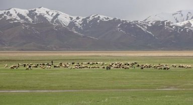 Hakkari'de yeşeren meralar koyun sürüleriyle şenlendi