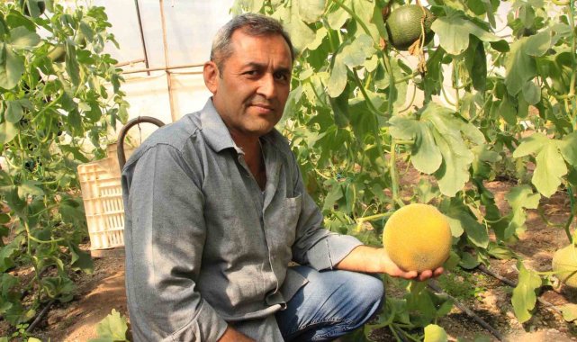Havalar ılık gitti, kavun üreticilerinin yüzü güldü