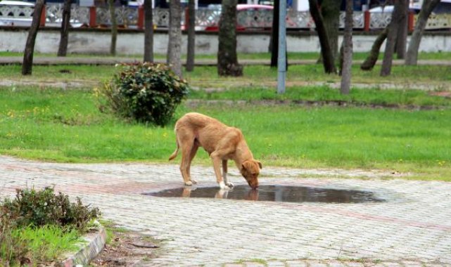 Havsa'da kaybolan sokak köpekleri için hayvanseverlerden suç duyurusu