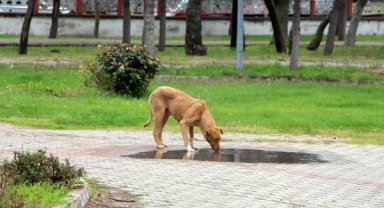 Havsa'da kaybolan sokak köpekleri için hayvanseverlerden suç duyurusu