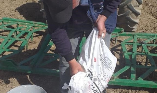 İscehisar'da yağ üretiminde kullanılan Aspir Koç42 bitkisi ekildi