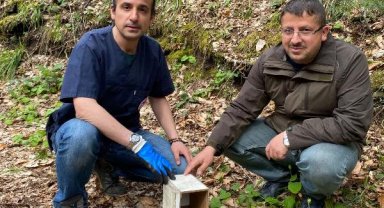 Jandarmanın otobüste alıcıya götürülürken bulduğu 8 sincap, doğaya salındı