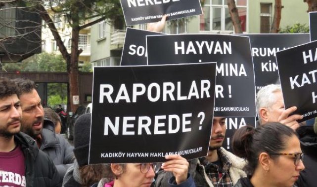 Kadıköy'de hayvanseverlerden eylem: Kedilerin neden öldürüldüğünü bilmek istiyoruz