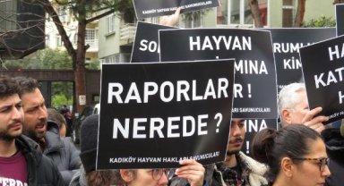Kadıköy'de hayvanseverlerden eylem: Kedilerin neden öldürüldüğünü bilmek istiyoruz