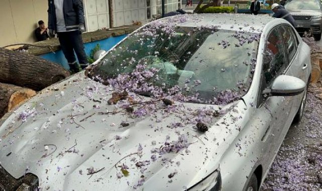 Kadıköy'de kökleri çürüyen ağaç, otomobillerin üzerine devrildi