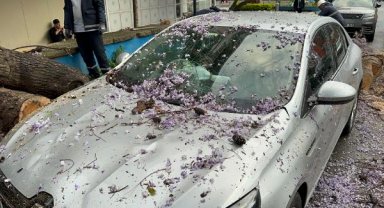 Kadıköy'de kökleri çürüyen ağaç, otomobillerin üzerine devrildi