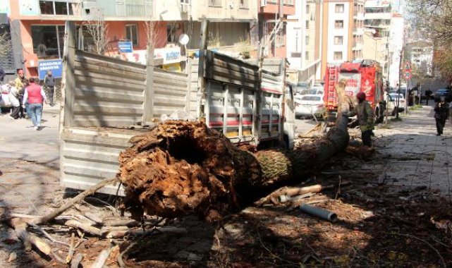 Kağıthane'de ağaç, anne ve çocuğunun içinde olduğu kamyonetin üzerine devrildi