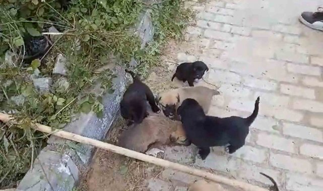 Kanalizasyon rögarında mahsur kalan yavru köpekler kurtarıldı