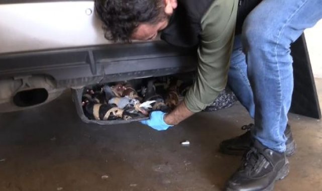 Kapıkule'de 44 güvercin ele geçirildi; 1 gözatı