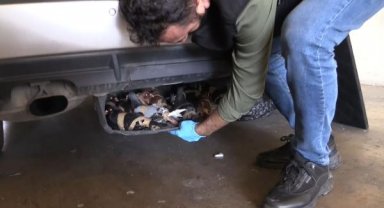 Kapıkule'de 44 güvercin ele geçirildi; 1 gözatı