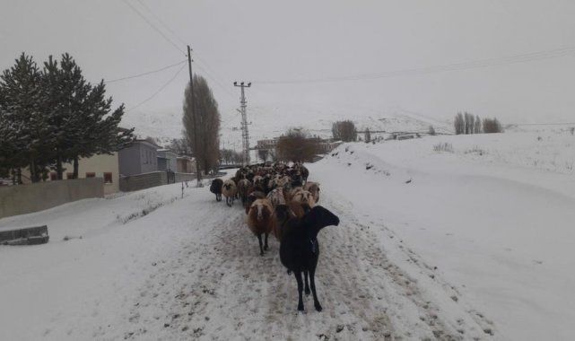 Kar yağışı koyun sürülerine zor anlar yaşattı