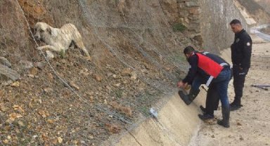 Kara yolunun kenarındaki ağa takılan köpek, kurtarıldı