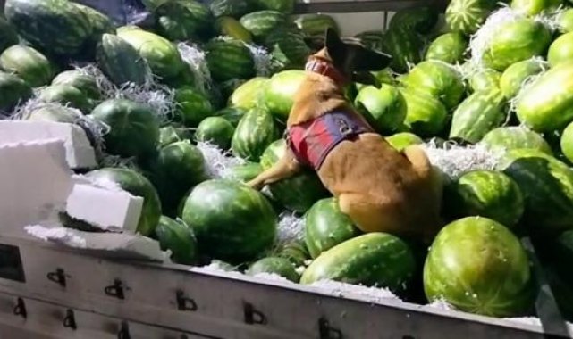 Karpuz yüklü TIR'da 62,5 litre sıvı metamfetamin ele geçirildi