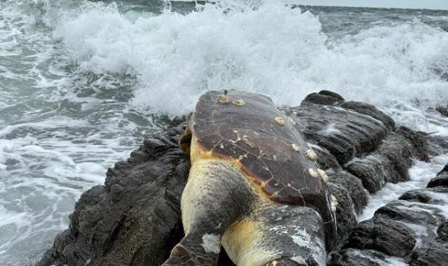 Kayalıklarda ölü caretta caretta bulundu