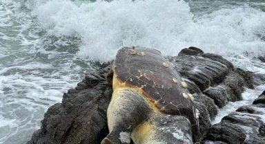 Kayalıklarda ölü caretta caretta bulundu