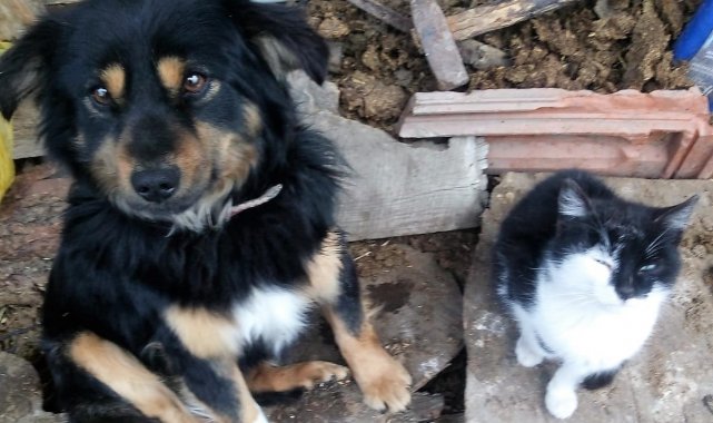 Kayıp köpeğini bulana ödül verecek