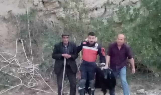 Keçinin mahsur kaldığı yer pes dedirtti
