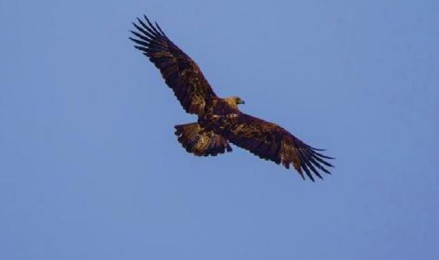 Kırmızı listedeki 'şah kartal' gözlem altında