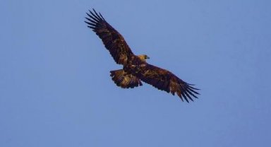 Kırmızı listedeki 'şah kartal' gözlem altında