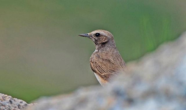 Kızılca kuyrukkakan, Mardin'de ilk kez objektife yakalandı