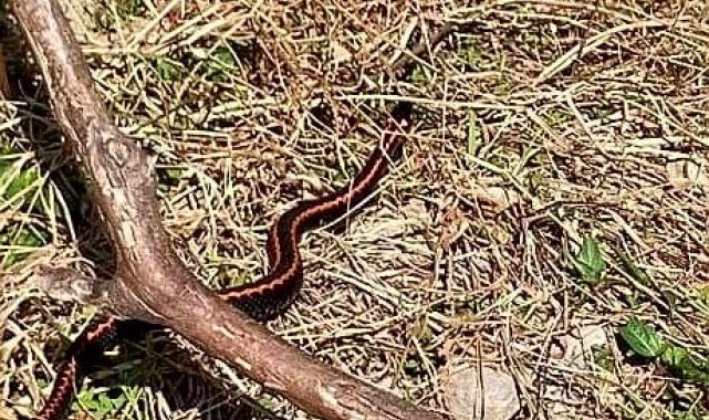 Koruma altındaki Hopa engereği uzun zamandan bu yana ilk kez bu kadar yakından görüntülendi