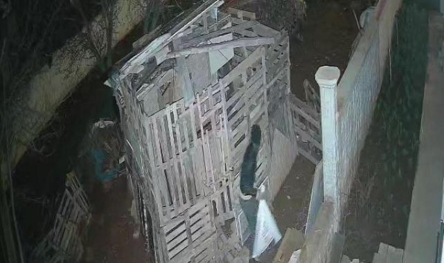 Kümesten tavuk hırsızlığı kamerada