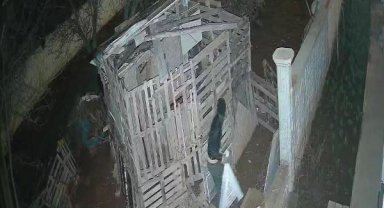 Kümesten tavuk hırsızlığı kamerada