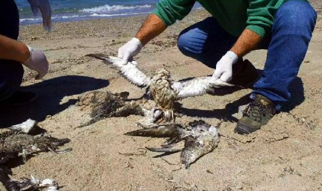 Kuşadası Sahili'nde 24 yelkovan kuşu ölü bulundu