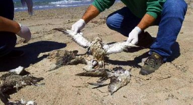 Kuşadası Sahili'nde 24 yelkovan kuşu ölü bulundu
