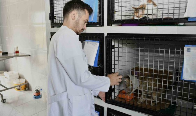 Kuşadası'nda patili dostlar emin ellerde