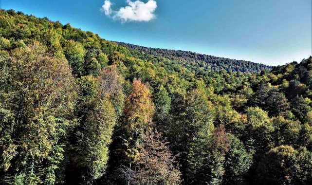 Kütahya en fazla ormanlık alana sahip beşinci il