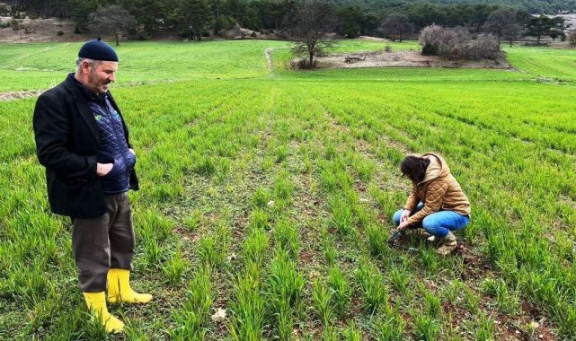 Kütahya'da sertifikalı buğday ve arpa tohumlarının arazide çıkış kontrolleri