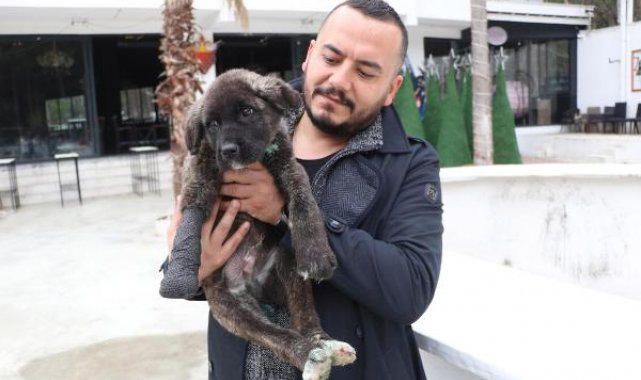 Kuyruğu, kulakları ve patisi kesilip, boğazı delinen 'Mucize' köpek tedaviye alındı