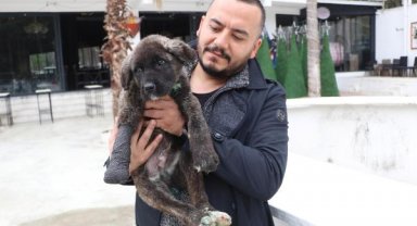 Kuyruğu, kulakları ve patisi kesilip, boğazı delinen 'Mucize' köpek tedaviye alındı