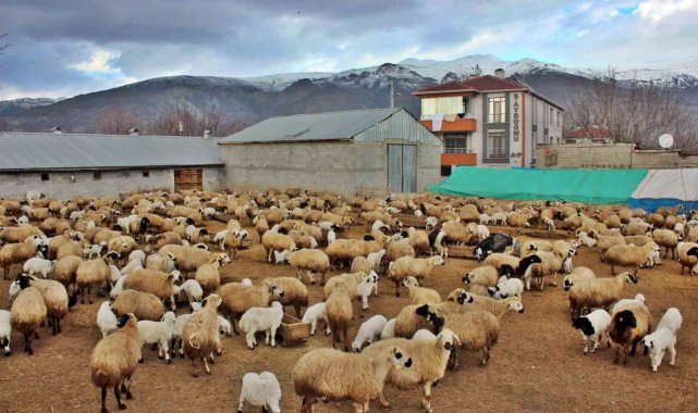Kuzuların annelerine kavuşma anları