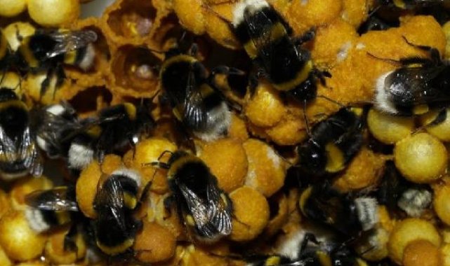Laboratuvarda seralar için 'bombus arısı' üretildi
