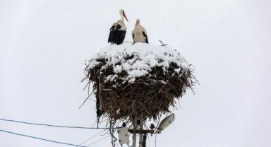 Leyleklere kar sürprizi